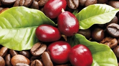 Agricultural product prices on February 20, 2025: Coffee bounces back, pepper remains stable at high levels