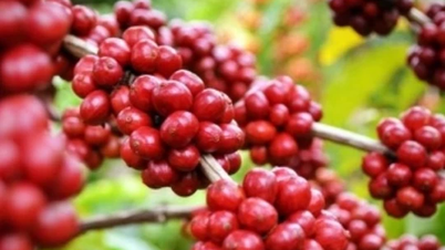 Agricultural product prices on February 19, 2025: Coffee slightly decreased, pepper exceeded 160,000 VND/kg