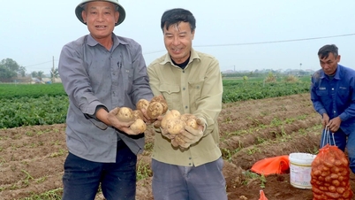 남삭군 최대 감자 재배 면적, 높은 생산성 달성