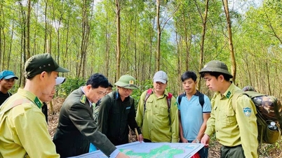 Đẩy mạnh tuần tra quản lý, bảo vệ rừng