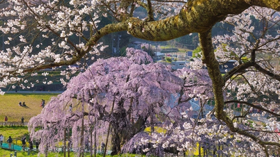 Charter flight to Japan to see cherry blossoms