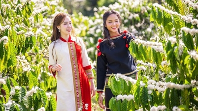 ទីក្រុង Dak Lak អញ្ជើញ​ភ្ញៀវ​ទេសចរ​មក​ពិសា​កាហ្វេ​ដោយ​ឥត​គិត​ថ្លៃ​រយៈពេល ៥ ថ្ងៃ។