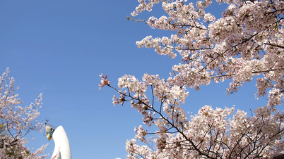Three new destinations not to be missed when traveling to Japan in spring