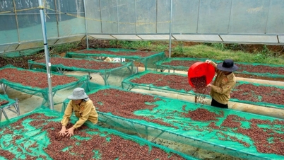 Cooperatives in Dak Nong create jobs for 10,533 workers