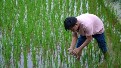 គំរូនៃការចិញ្ចឹមកង្កែបដែលពឹងផ្អែកខ្លាំងលើវាលស្រែ