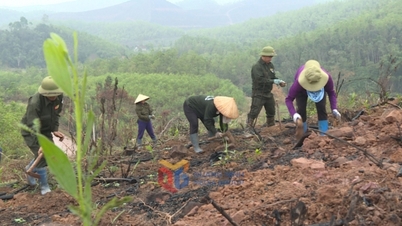 ផ្តោតលើផែនការដាំដើមឈើ