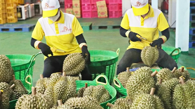 ការ​នាំ​ចេញ​ធ្លាក់​ចុះ​គួរ​ឱ្យ​កត់​សម្គាល់ តើ​ទុរេន​អាច​ត្រឡប់​មក​គ្រង​រាជ្យ​វិញ​ដោយ​របៀប​ណា?
