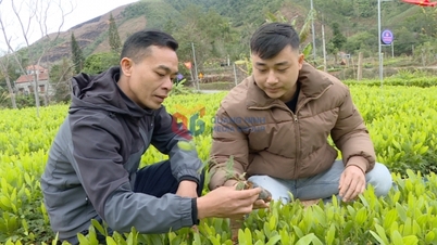 Tien Yen ដាំព្រៃឈើយ៉ាងសកម្ម