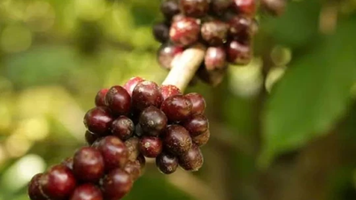 Agricultural product prices on February 28, 2025: Coffee bounces back, pepper is stable