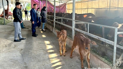 គម្រោង​អនុវត្ត​ការ​ជឿនលឿន​ផ្នែក​វិទ្យាសាស្ត្រ និង​បច្ចេកវិទ្យា ដើម្បី​អភិវឌ្ឍ​ការ​បង្កាត់​ពូជ​គោ​សាច់​គោ 3B កូនកាត់