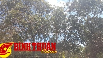 តម្លៃល្អ ការប្រមូលផលមិនល្អ
