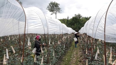 Mù Cang Chải khơi dậy khát vọng thoát nghèo