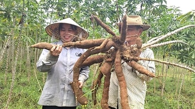 การป้องกันและควบคุมโรคใบด่างมันสำปะหลัง