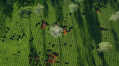 ម៉ាយបៃតងទូទាំងប្រទេស