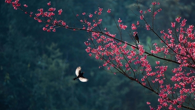 Lang Son Peach Blossom Festival
