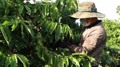 Dự báo giá cà phê trong nước ngày mai 5/2/2025 giảm tiếp