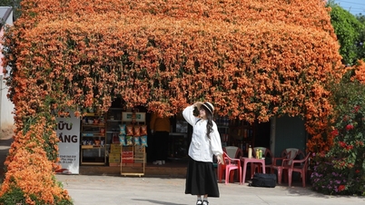 Ngỡ ngàng trước tiệm tạp hóa phủ kín hoa chùm ớt