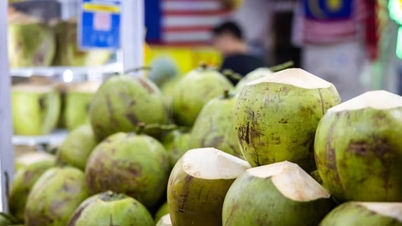 តម្លៃ​ដូង​ឡើង​ថ្លៃ ម៉ាឡេស៊ី​ស្នើ​ឲ្យ​ប្រជាជន​ជួយ​សង្គ្រោះ​ដូង