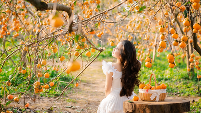 Mùa hồng chín rộ trên cao nguyên Mộc Châu, du khách nô nức đổ về săn ảnh đẹp