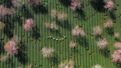 Readers bring spring across the country to spread on Dan Tri newspaper