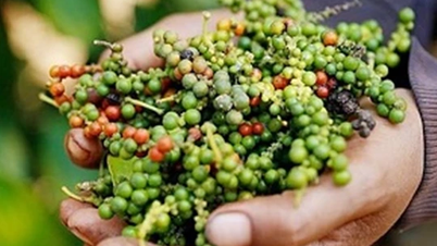 Agricultural product prices on February 6, 2025: Coffee and pepper both increased sharply