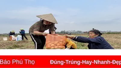Son Vi "ស្វាគមន៍សំណាង" នៅដើមនិទាឃរដូវ