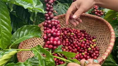 Agricultural product prices on February 7, 2025: Coffee and pepper both increased sharply