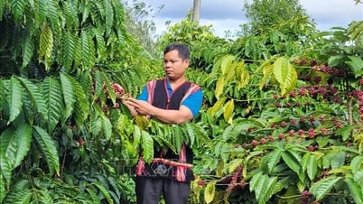 Trưởng thôn Châm Aneh - gương sáng trong áp dụng khoa học kỹ thuật vào sản xuất