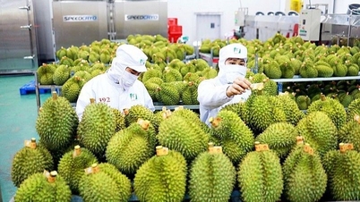 EU siết quy định đối với nông sản tươi: Lưu ý cho doanh nghiệp Việt