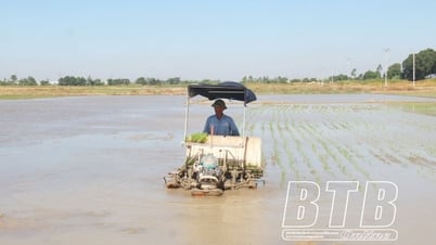 気温が15℃以下の日は絶対に植えないでください。