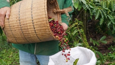 คาดการณ์ราคากาแฟในประเทศจะลดลงในวันที่ 8 กุมภาพันธ์ 2568