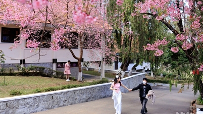 [Photo] Intoxicated by the color of cherry blossoms on the mountain town of Da Lat