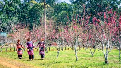 Binh Dinh is brilliant with Japanese cherry blossoms