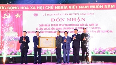 Lam Binh បានទទួលវិញ្ញាបនបត្របេតិកភណ្ឌវប្បធម៌ជាតិស្តីពីចំណេះដឹងនិងការអនុវត្តការដាំដុះស្រូវសើមរបស់ជនជាតិ Tay។