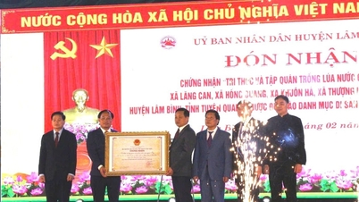 ការដាំដុះស្រូវសើមរបស់ជនជាតិ Tay គឺជាបេតិកភណ្ឌវប្បធម៌អរូបីរបស់ជាតិ។