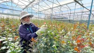 Lang Biang roses are ready for Valentine's Day