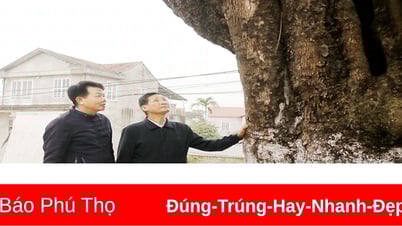 "កំណប់ពណ៌បៃតង" នៅ Quang Huc
