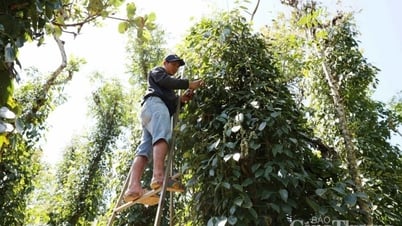 Dự báo giá tiêu trong nước ngày mai 2/3/2025 tăng trở lại