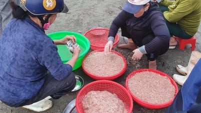 Mất mùa, giá tép biển tăng đột biến hơn 200%
