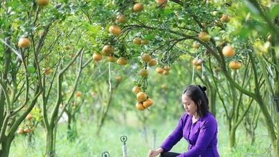 ក្មេងស្រីដែលមានសញ្ញាប័ត្រសាកលវិទ្យាល័យ 3 ត្រឡប់ទៅស្រុកកំណើតរបស់នាងវិញ ដើម្បីដាំដើមឈើមួយដើមដែលផ្តល់ផលយ៉ាងស្រស់ស្អាតអស្ចារ្យ