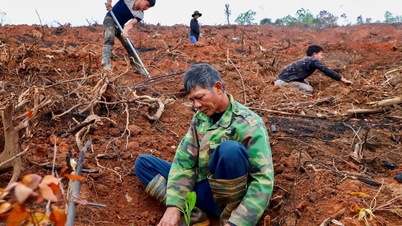 Hai Duong ពន្លឿនការដាំដើមឈើឡើងវិញ