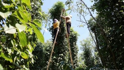 Giá tiêu hôm nay 1/3/2025, trong nước giảm nhẹ