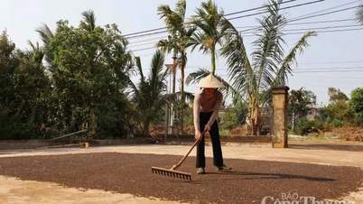 ការ​ព្យាករណ៍​តម្លៃ​ម្រេច​ក្នុង​ស្រុក​នៅ​ថ្ងៃ​ស្អែក ទី​៣/១១/២០២៥ នឹង​បន្ត​ធ្លាក់​ចុះ