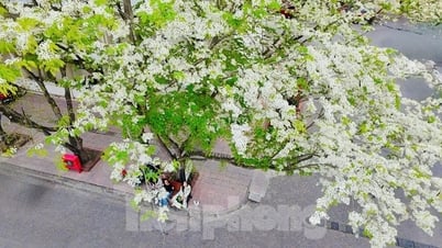 하노이 하늘에 피어난 하얀 수꽃의 모습에 매료되다