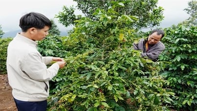 Cây cà phê xứ lạnh, mở hướng làm giàu cho đồng bào DTTS huyện Đăk Glei