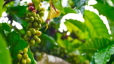 Agricultural product prices on March 11, 2025: Coffee increased sharply, pepper turned to decrease deeply