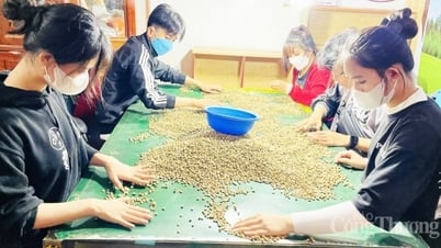 ការព្យាករណ៍តម្លៃកាហ្វេសម្រាប់ថ្ងៃស្អែក ទី១៤ ខែមីនា ឆ្នាំ២០២៥ នឹងនៅតែមានស្ថិរភាព