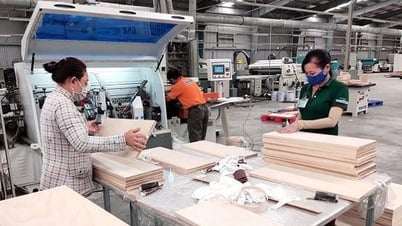 Truong Thanh Wood가 지점, 공장을 폐쇄하고 자회사를 해산한 이유