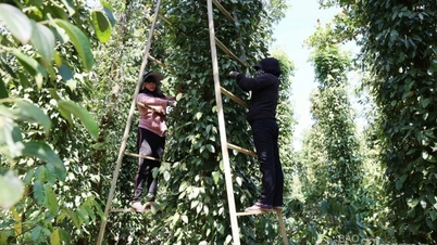 Giá tiêu hôm nay 13/3/2025 bật tăng trở lại