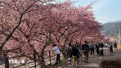 [Photo] Kawazu, ville de cerisiers en fleurs au Japon
